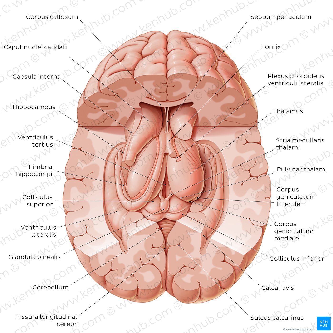 Thalamus