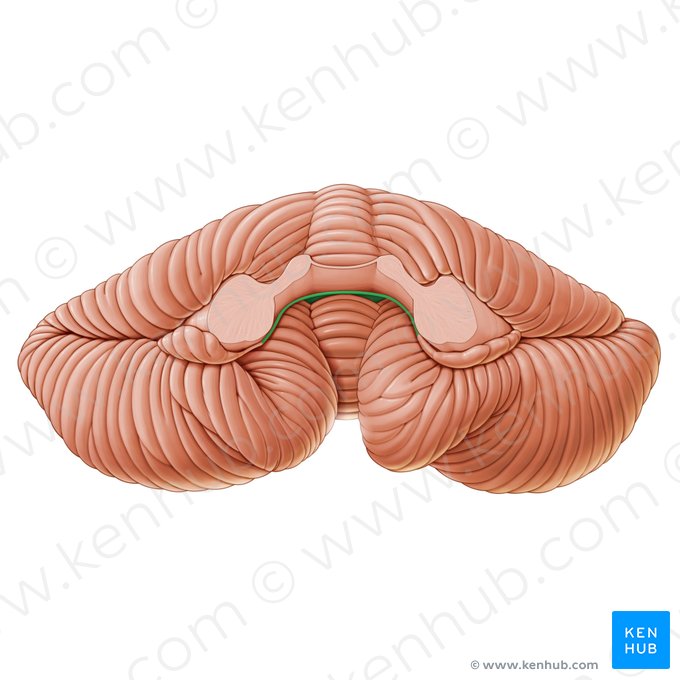 Véu medular inferior (Velum medullare inferius); Imagem: Paul Kim