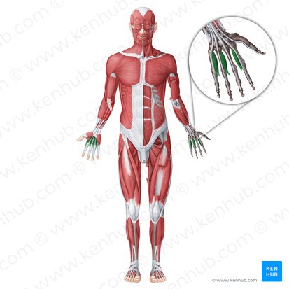 Musculi interossei palmares (Hohlhandseitige Zwischenknochenmuskeln); Bild: Irina Münstermann