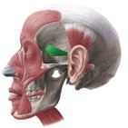 Musculus auricularis anterior