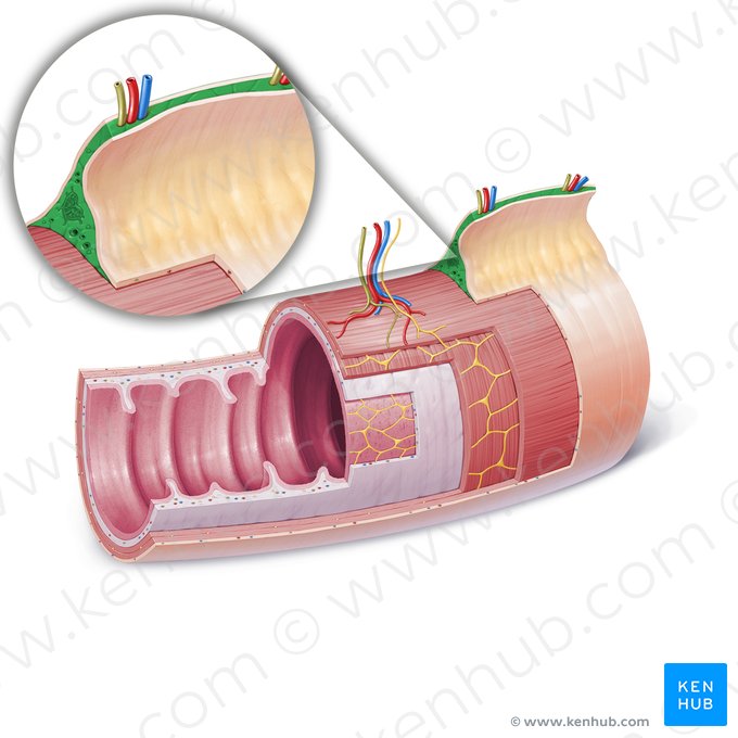 Lamina propria of mesentery (Lamina propria mesenterii); Image: Paul Kim