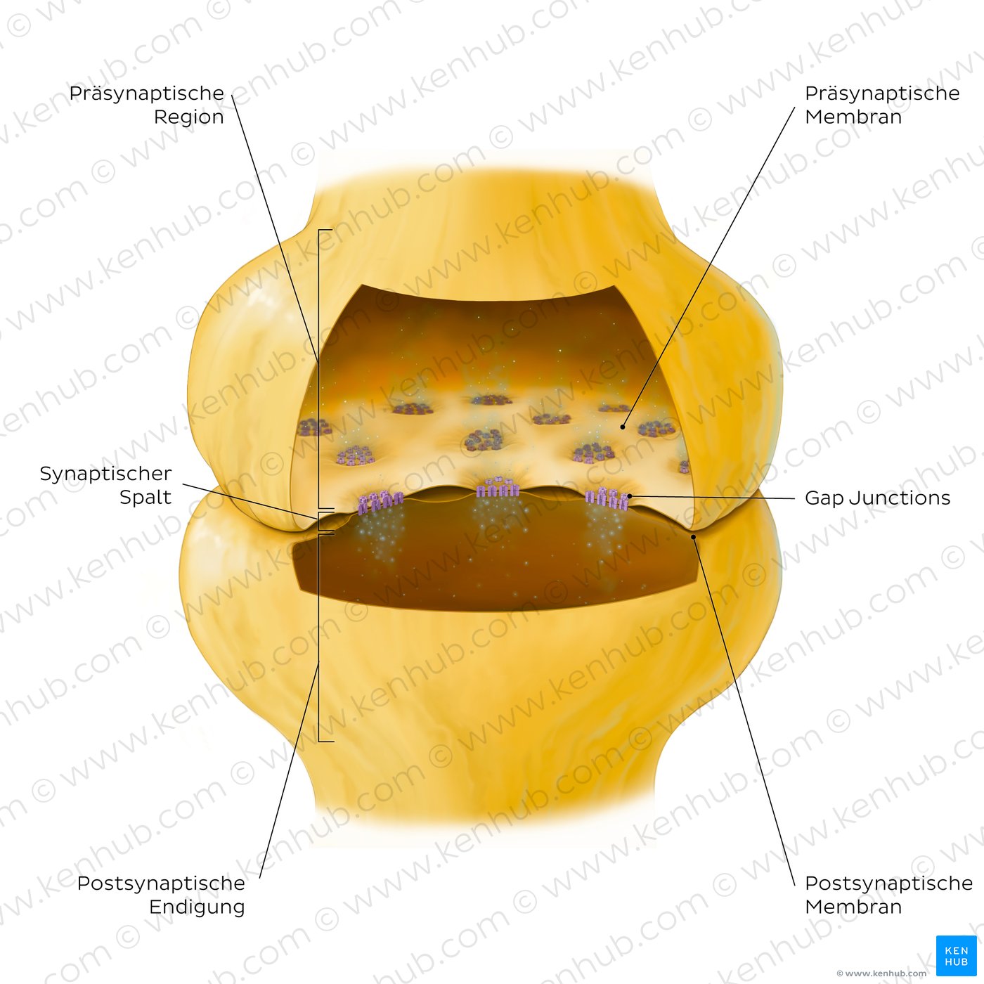 Key features of an electrical synapse
