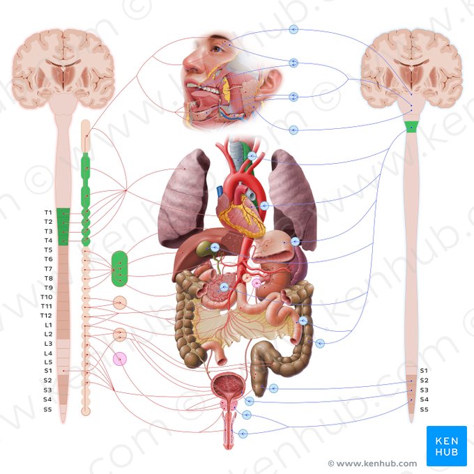 Oesophagus (Speiseröhre); Bild: Paul Kim