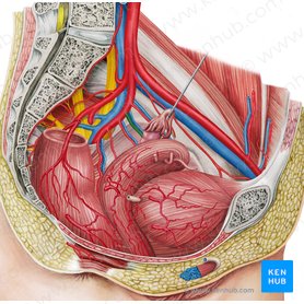 Artéria uterina esquerda (Arteria uterina sinistra); Imagem: Irina Münstermann