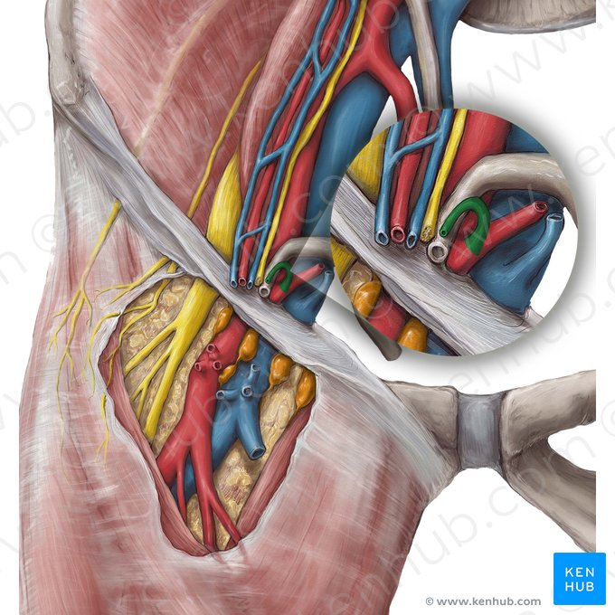Arteria cremastérica (Arteria cremasterica); Imagen: Hannah Ely