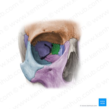 Orbital plate of ethmoid bone (Lamina orbitalis ossis ethmoidalis); Image: Paul Kim