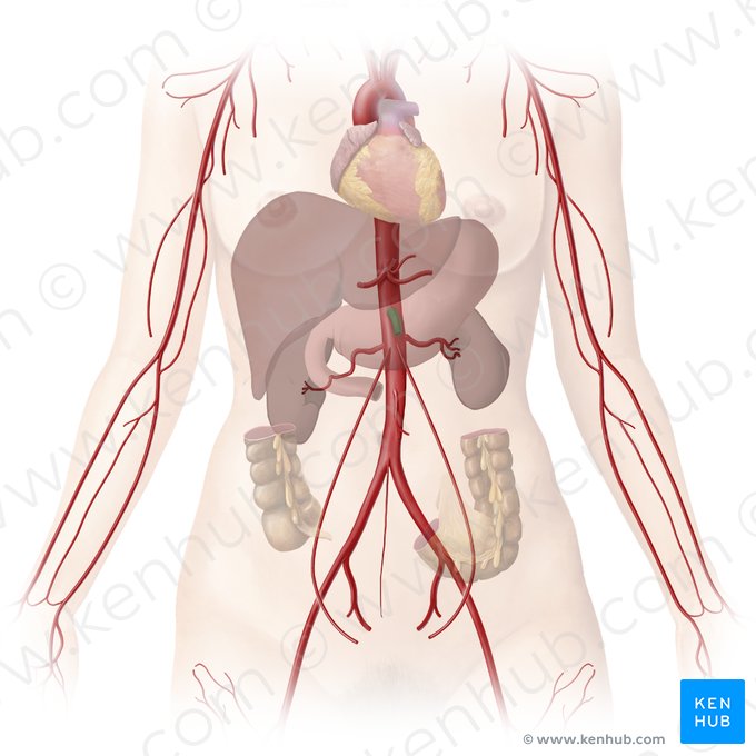 Artéria mesentérica superior (Arteria mesenterica superior); Imagem: Begoña Rodriguez