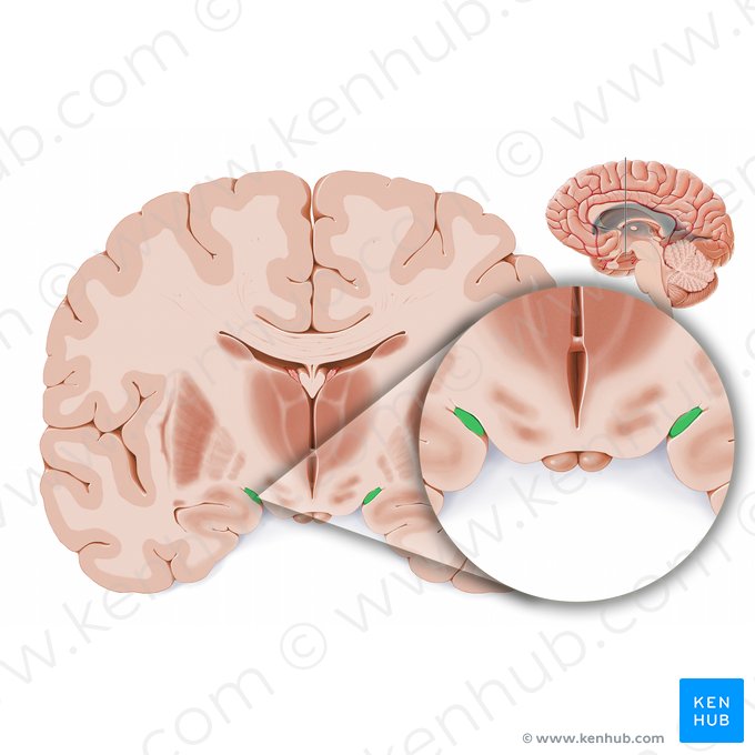 Optic tract (Tractus opticus); Image: Paul Kim