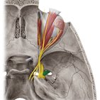 Mandibular nerve (CN V3)