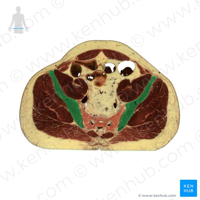 Os ilium (Darmbein); Bild: National Library of Medicine