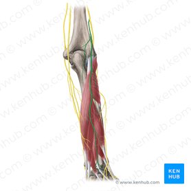 Nervio cutáneo posterior del antebrazo (Nervus cutaneus posterior antebrachii); Imagen: Yousun Koh