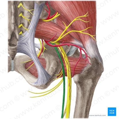 Nervio cutáneo posterior del muslo (Nervus cutaneus posterior femoris); Imagen: Liene Znotina