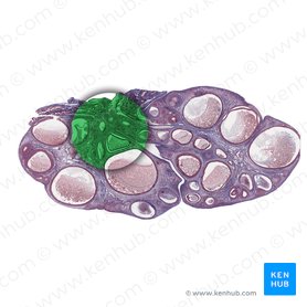 Médula del ovario (Medulla ovarii); Imagen: 