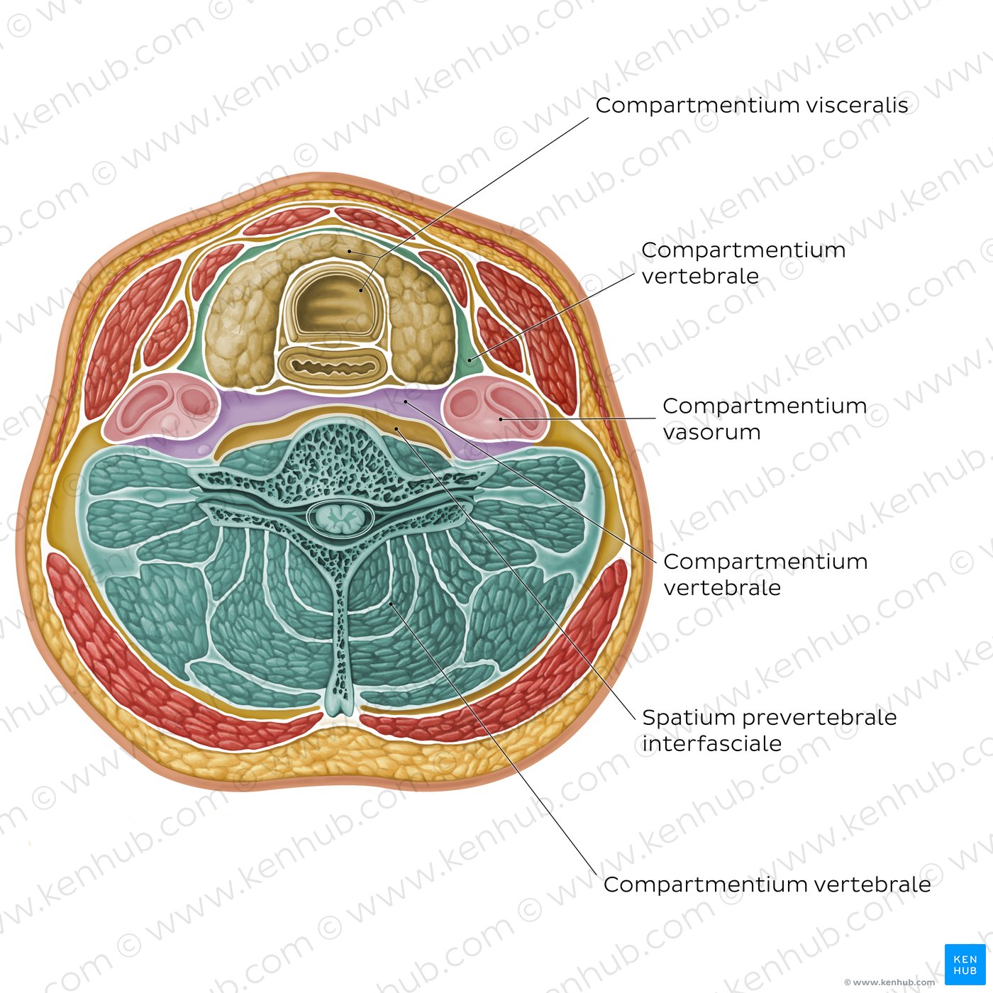 Compartments of the neck