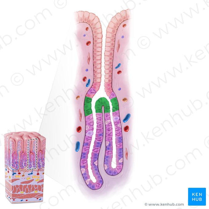 Cuello de las glándulas gástricas (Cervix glandulae gastricae); Imagen: Paul Kim