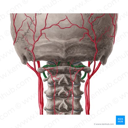 Vertebral artery (Arteria vertebralis); Image: Yousun Koh