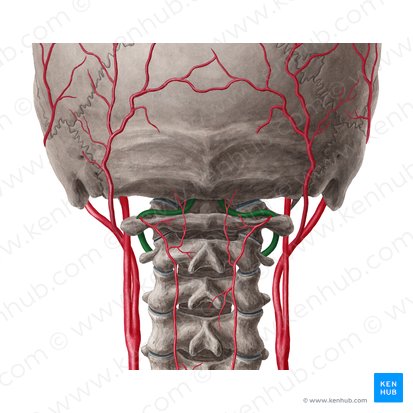 Arteria vertebral (Arteria vertebralis); Imagen: Yousun Koh