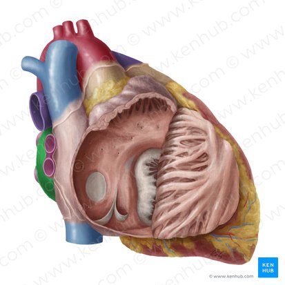 Atrio izquierdo (Atrium sinistrum cordis); Imagen: Yousun Koh