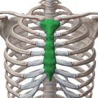 Sternum (Brustbein)