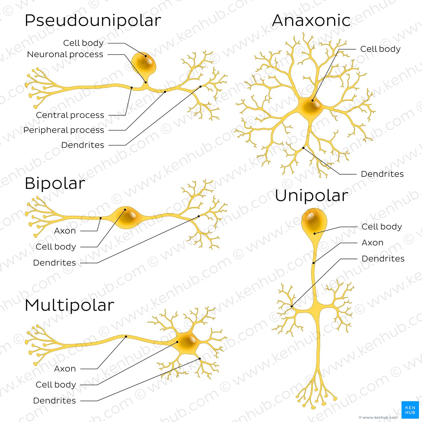 An image showing 5 types of neurons (pseudounipolar, bipolar, multipolar, anaxonic, unipolar).