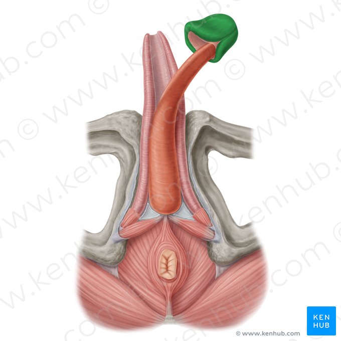 Glans penis (Eichel); Bild: Samantha Zimmerman