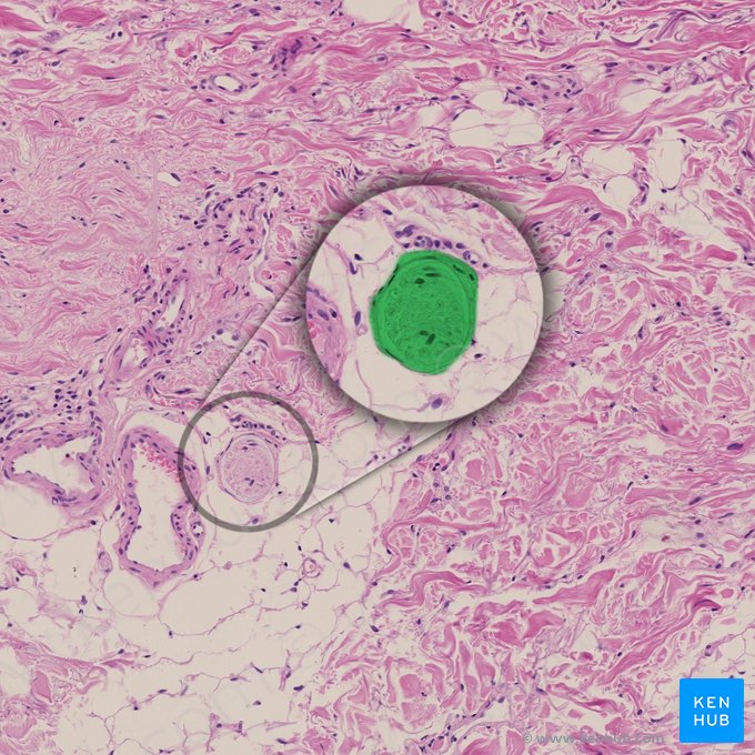 Branch of peripheral nerve (Ramus nervi peripheralis); Image: 