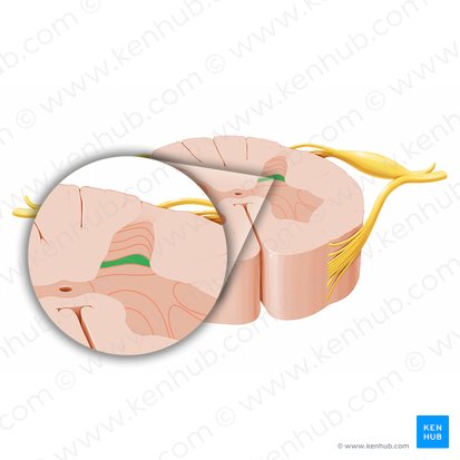 Lamina spinalis V (Spinalschicht V); Bild: Paul Kim