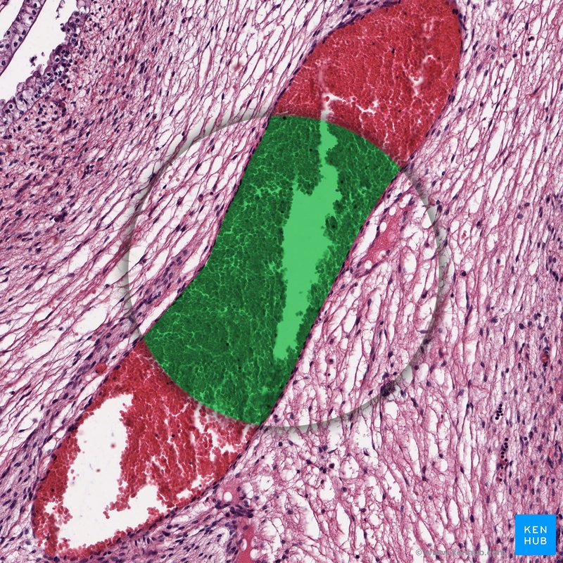 Blood - histological slide