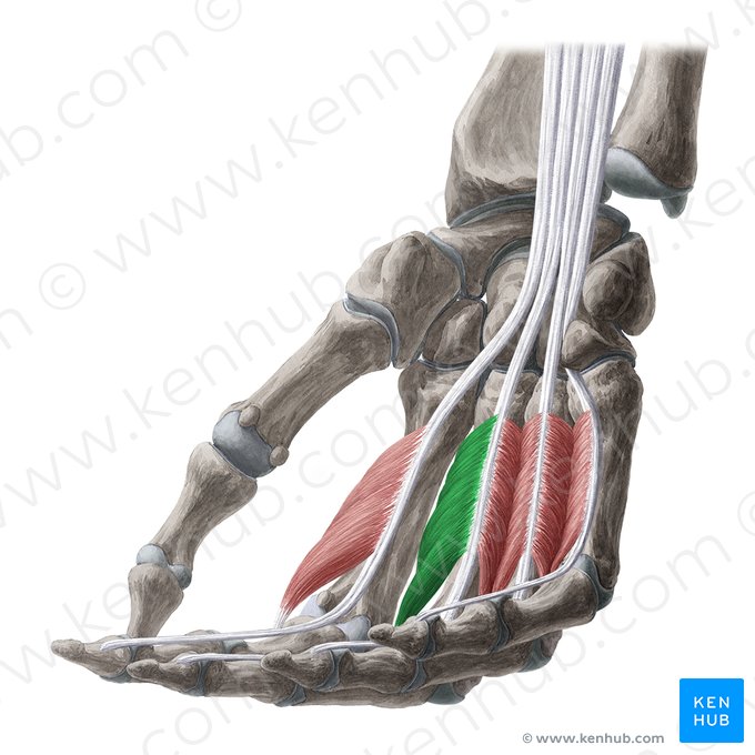 2.º músculo lumbrical (Musculus lumbricalis 2 manus); Imagem: Yousun Koh