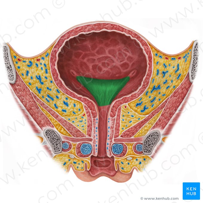 Trigone of urinary bladder (Trigonum vesicae urinariae); Image: Irina Münstermann