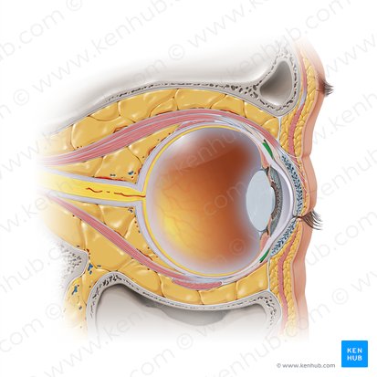 Conjuntiva bulbar (Tunica conjunctiva bulbi oculi); Imagem: Paul Kim