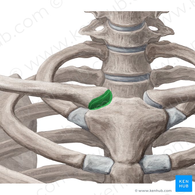 Sternoclavicular joint (Articulatio sternoclavicularis); Image: Yousun Koh