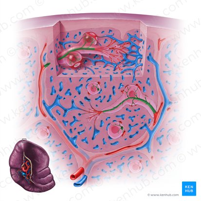 Arteriola centralis splenis (Zentralarteriole der Milz); Bild: Paul Kim