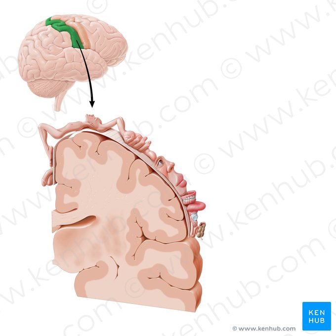 Giro postcentral (Gyrus postcentralis); Imagen: Paul Kim