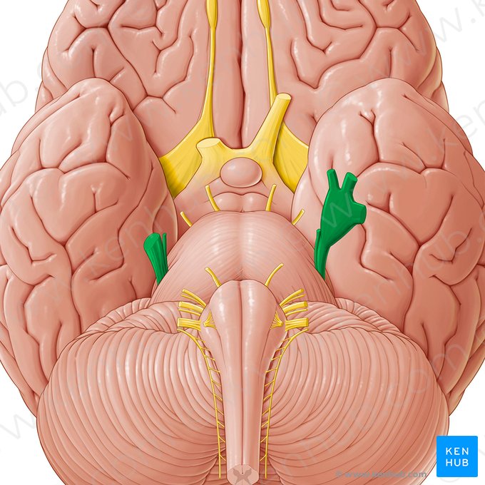 Nervo trigêmeo (Nervus trigeminus); Imagem: Paul Kim