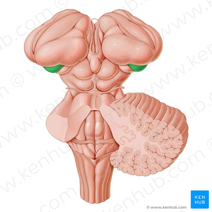 Corpo geniculado lateral (Corpus geniculatum laterale); Imagem: Paul Kim