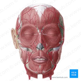 Arteria temporal media (Arteria temporalis media); Imagen: Yousun Koh