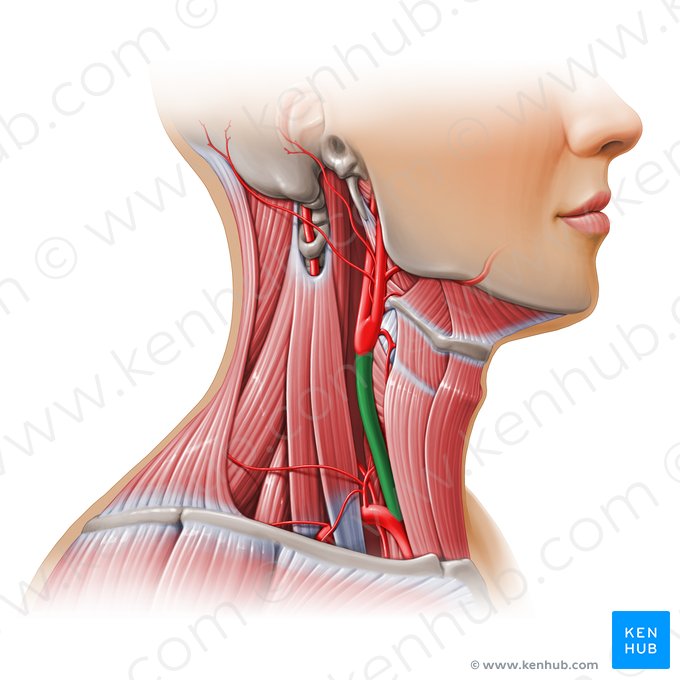 Common carotid artery (Arteria carotis communis); Image: Paul Kim