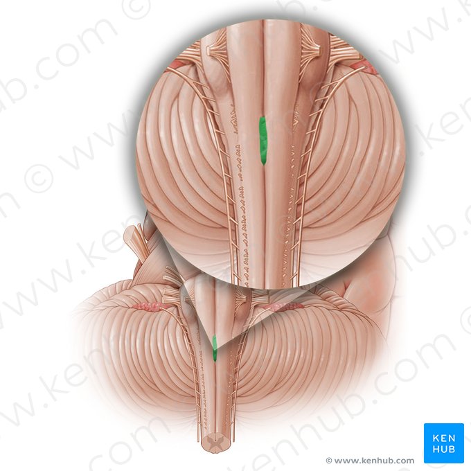 Decusación piramidal (Decussatio pyramidum); Imagen: Paul Kim