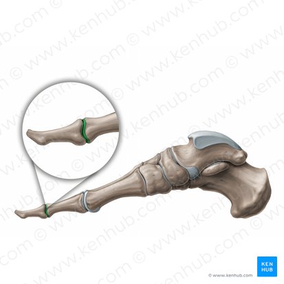 Articulaciones interfalángicas del pie (Articulationes interphalangeae pedis); Imagen: Paul Kim