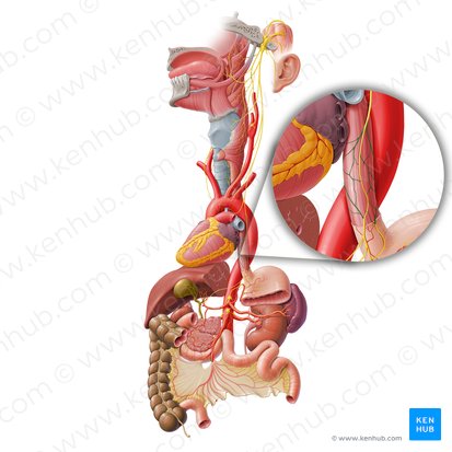 Plexo esofágico (Plexus oesophageus); Imagem: Paul Kim