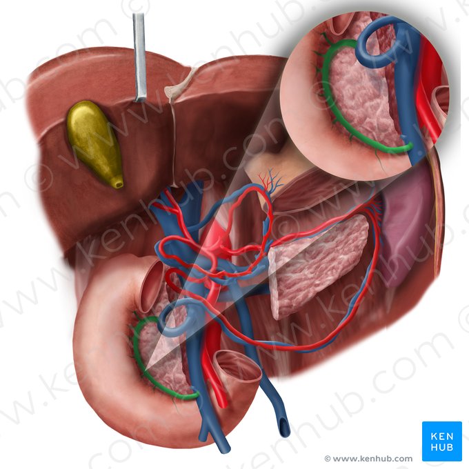 Venas pancreatoduodenales anteriores (Venae pancreaticoduodenales anteriores); Imagen: Begoña Rodriguez