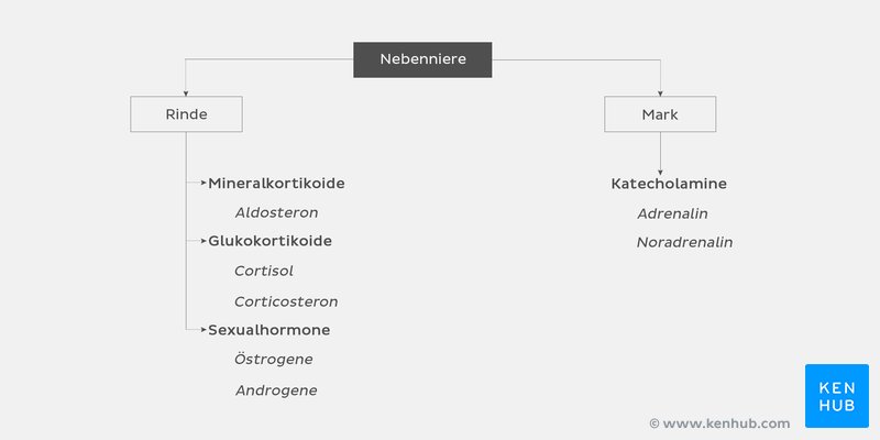 Nebenniere - Hormone