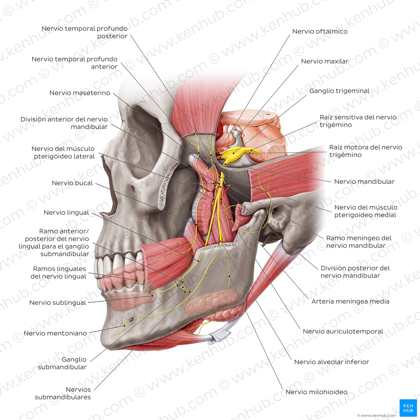 División mandibular del nervio trigémino (V3)