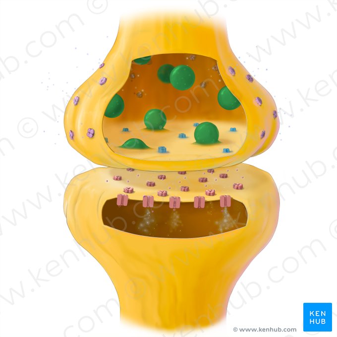 Synaptic vesicle (Vesicula synaptica); Image: Tal Bavli Ziv