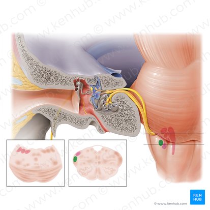 Nucleus cochlearis anterior (Vorderer Schneckenkern); Bild: Paul Kim