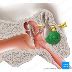 Ear anatomy: Parts and functions | Kenhub