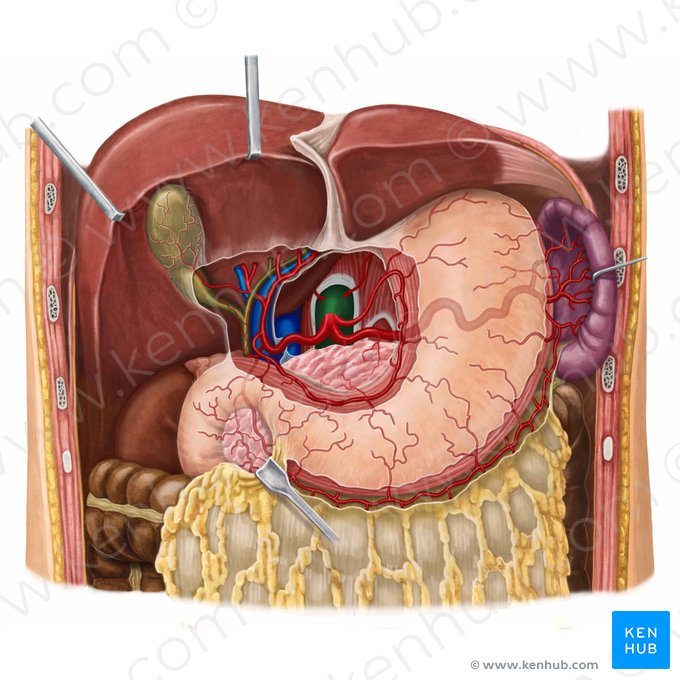 Aorta abdominal (Aorta abdominalis); Imagen: Irina Münstermann