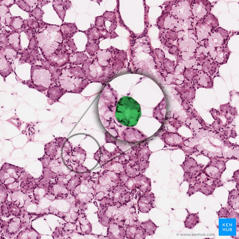 Mucous acini - histological slide
