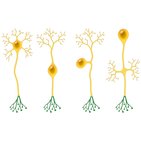 Axon